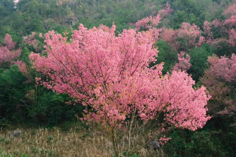 du lịch Mù Cang Chải mùa hoa tớ dày